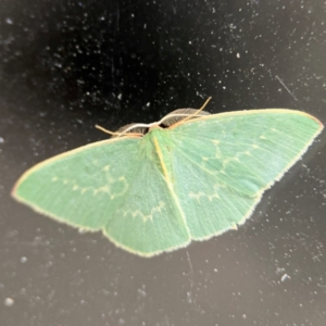 Chlorocoma melocrossa at Surf Beach, NSW - 6 Sep 2024 09:03 PM