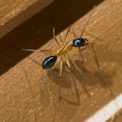 Camponotus consobrinus at Surf Beach, NSW - 6 Sep 2024 by Hejor1