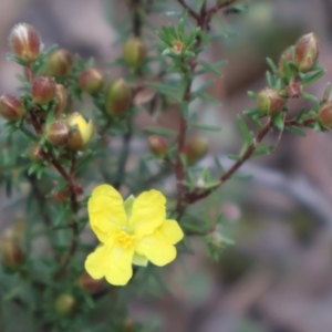 Hibbertia calycina at Aranda, ACT - 7 Sep 2024 09:57 AM