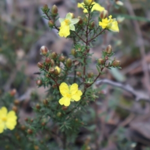 Hibbertia calycina at Aranda, ACT - 7 Sep 2024 09:57 AM