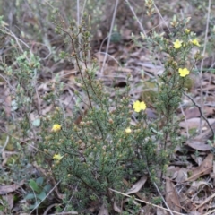 Hibbertia calycina at Aranda, ACT - 7 Sep 2024 09:57 AM