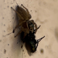 Maratus griseus at Parkes, ACT - 6 Sep 2024