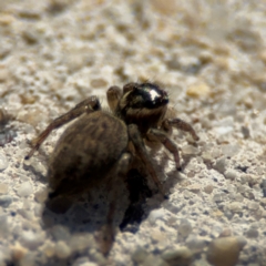 Maratus griseus at Parkes, ACT - 6 Sep 2024