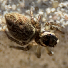 Maratus griseus at Parkes, ACT - 6 Sep 2024