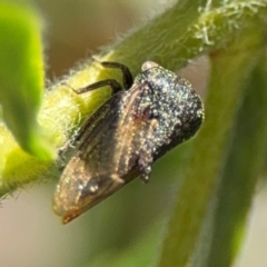 Pogonella minutus at Parkes, ACT - 6 Sep 2024 by Hejor1