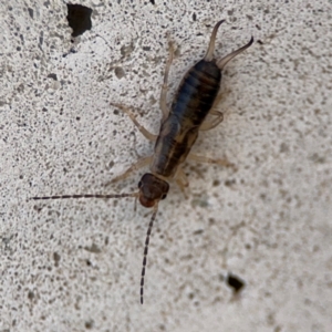 Forficula auricularia at Russell, ACT - 6 Sep 2024