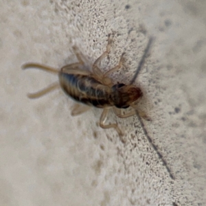 Forficula auricularia at Russell, ACT - 6 Sep 2024