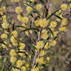 Acacia siculiformis (Dagger Wattle) at Bombay, NSW - 7 Sep 2024 by MatthewFrawley