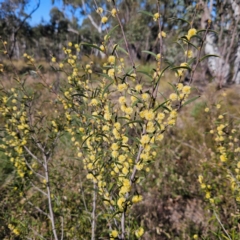 Acacia siculiformis at Bombay, NSW - 7 Sep 2024 02:02 PM