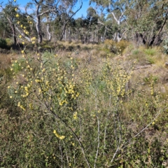 Acacia siculiformis at Bombay, NSW - 7 Sep 2024 02:02 PM