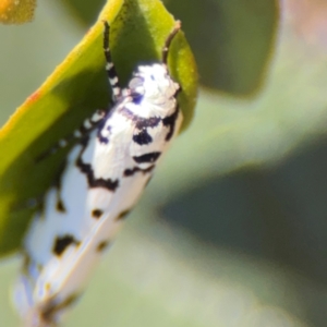 Ethmia clytodoxa at Parkes, ACT - 6 Sep 2024