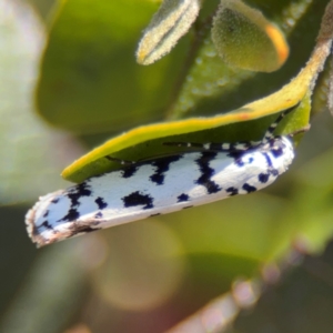 Ethmia clytodoxa at Parkes, ACT - 6 Sep 2024