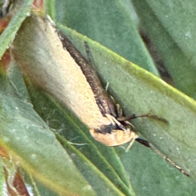 Philobota hypocausta (A Concealer moth) at Russell, ACT - 5 Sep 2024 by Hejor1