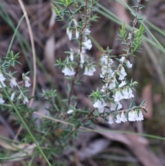 Styphelia fletcheri subsp. brevisepala (Twin Flower Beard-Heath) at Aranda, ACT - 6 Sep 2024 by Clarel