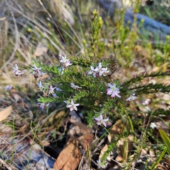 Rhytidosporum procumbens (White Marianth) at Bombay, NSW - 7 Sep 2024 by MatthewFrawley