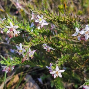 Rhytidosporum procumbens at Bombay, NSW - 7 Sep 2024