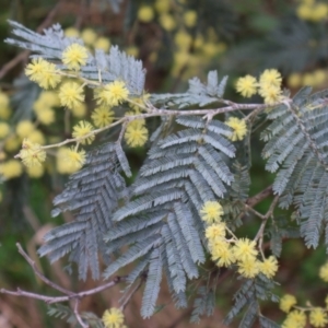 Acacia dealbata at Aranda, ACT - 7 Sep 2024 09:59 AM