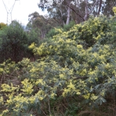 Acacia dealbata at Aranda, ACT - 7 Sep 2024 09:59 AM