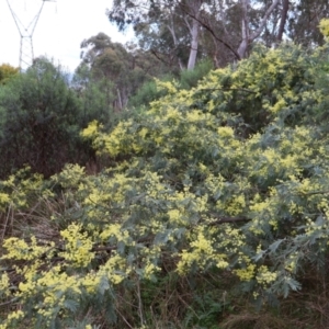 Acacia dealbata at Aranda, ACT - 7 Sep 2024 09:59 AM