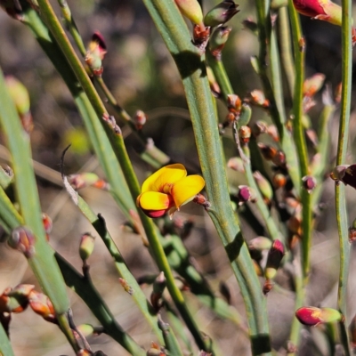 Bossiaea bombayensis (Bombay Bossiaea) at Bombay, NSW - 7 Sep 2024 by MatthewFrawley