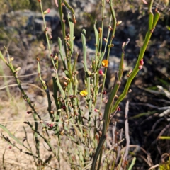 Bossiaea bombayensis at Bombay, NSW - 7 Sep 2024 02:36 PM