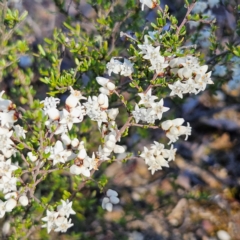 Cryptandra amara (Bitter Cryptandra) at Bombay, NSW - 7 Sep 2024 by MatthewFrawley