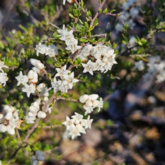 Cryptandra amara at Bombay, NSW - 7 Sep 2024