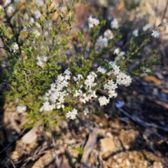 Cryptandra amara at Bombay, NSW - 7 Sep 2024