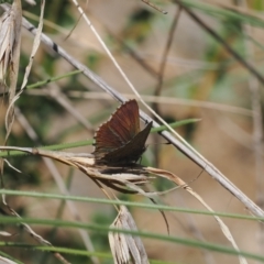 Paralucia crosbyi (Violet Copper Butterfly) at Yarrangobilly, NSW - 6 Sep 2024 by RAllen