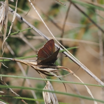 Paralucia crosbyi (Violet Copper Butterfly) at Yarrangobilly, NSW - 6 Sep 2024 by RAllen