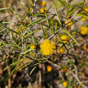 Acacia brownii at Bombay, NSW - 7 Sep 2024 02:52 PM