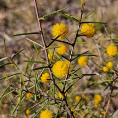 Acacia brownii at Bombay, NSW - 7 Sep 2024 02:52 PM