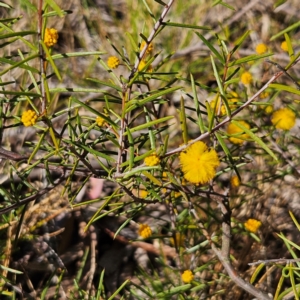 Acacia brownii at Bombay, NSW - 7 Sep 2024 02:52 PM