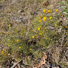 Acacia brownii at Bombay, NSW - 7 Sep 2024 02:52 PM