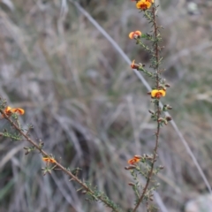 Dillwynia phylicoides (A Parrot-pea) at Acton, ACT - 7 Sep 2024 by Clarel