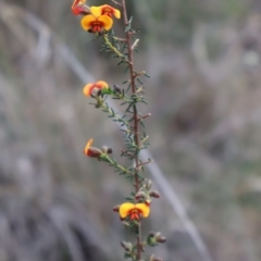 Dillwynia phylicoides at Acton, ACT - 7 Sep 2024