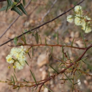 Acacia genistifolia at Aranda, ACT - 7 Sep 2024