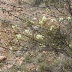 Acacia genistifolia at Aranda, ACT - 7 Sep 2024