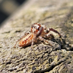 Opisthoncus sp. (genus) (Opisthoncus jumping spider) at Braidwood, NSW - 7 Sep 2024 by MatthewFrawley