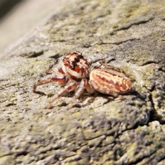 Opisthoncus sp. (genus) at Braidwood, NSW - 7 Sep 2024