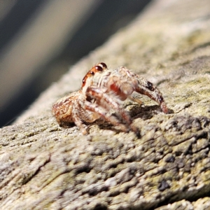 Opisthoncus sp. (genus) at Braidwood, NSW - 7 Sep 2024