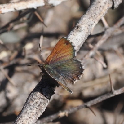 Paralucia crosbyi (Violet Copper Butterfly) by RAllen