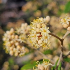 Pomaderris andromedifolia subsp. andromedifolia (Andromeda Pomaderris) at Bombay, NSW - 7 Sep 2024 by MatthewFrawley