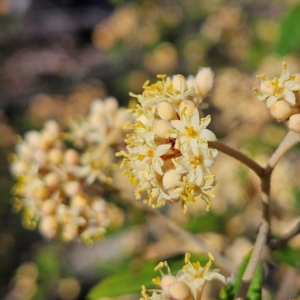 Pomaderris andromedifolia subsp. andromedifolia at Bombay, NSW - 7 Sep 2024