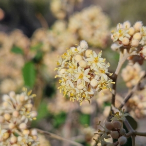 Pomaderris andromedifolia subsp. andromedifolia at Bombay, NSW - 7 Sep 2024