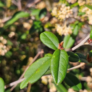 Pomaderris andromedifolia subsp. andromedifolia at Bombay, NSW - 7 Sep 2024