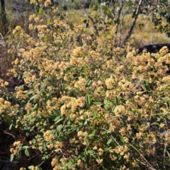 Pomaderris andromedifolia subsp. andromedifolia at Bombay, NSW - 7 Sep 2024