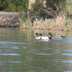 Anas platyrhynchos at Belconnen, ACT - 7 Sep 2024 11:28 AM