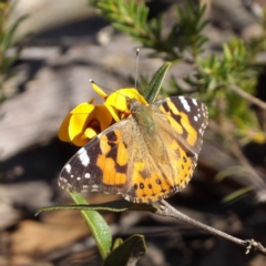 Vanessa kershawi (Australian Painted Lady) at Bombay, NSW - 7 Sep 2024 by MatthewFrawley