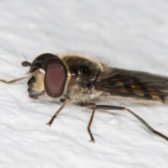 Melangyna sp. (genus) (Hover Fly) at Melba, ACT - 6 Sep 2024 by kasiaaus